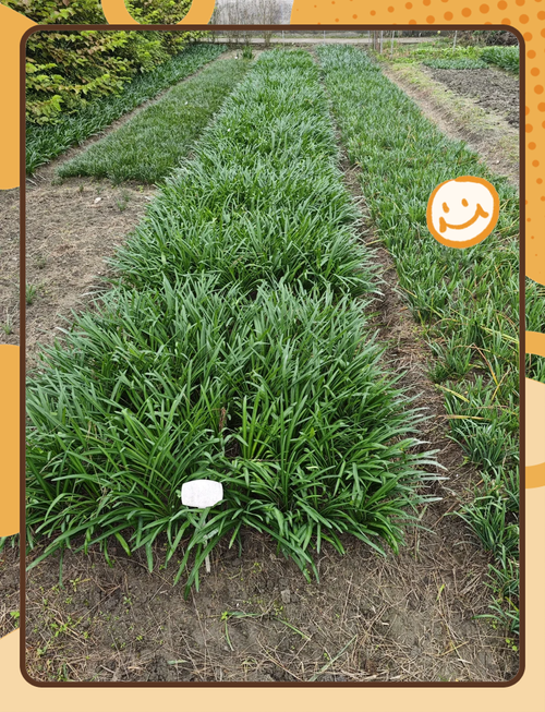 白花石蒜的养殖方法和注意事项,白石蒜花语?-第3张图片-优品飞百科 白花石蒜的养殖方法和注意事项,白石蒜花语?-第3张图片-优品飞百科