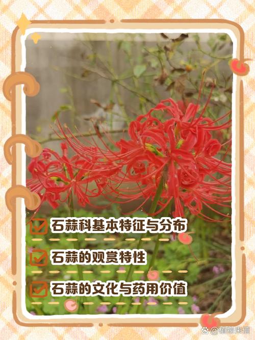 白花石蒜的养殖方法和注意事项,白石蒜花语?-第4张图片-优品飞百科 白花石蒜的养殖方法和注意事项,白石蒜花语?-第4张图片-优品飞百科