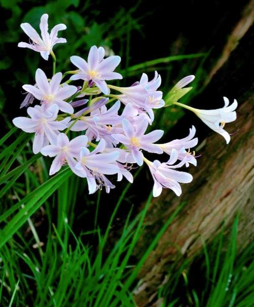 白花石蒜的养殖方法和注意事项,白石蒜花语?-第6张图片-优品飞百科 白花石蒜的养殖方法和注意事项,白石蒜花语?-第6张图片-优品飞百科