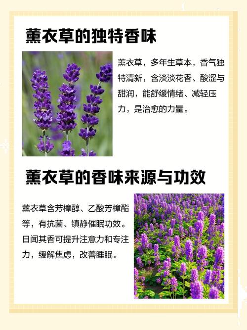 薰衣草的功效与作用，薰衣草精油的功效与作用？