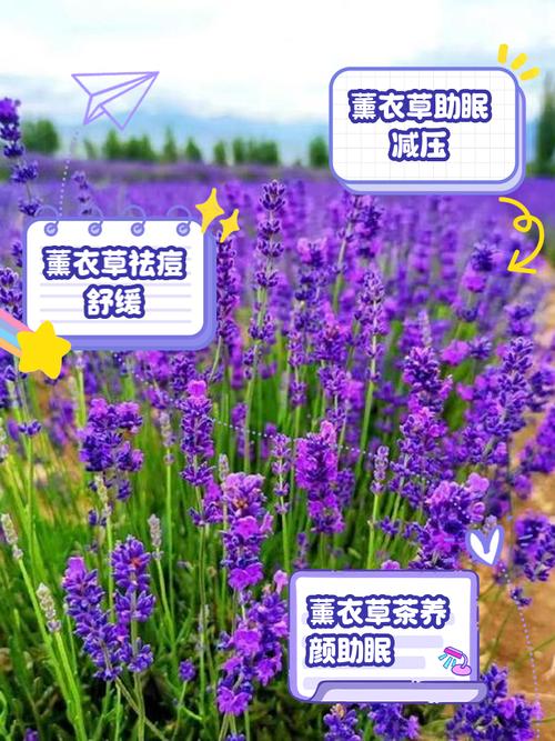 薰衣草的功效与作用,薰衣草精油的功效与作用?-第2张图片-优品飞百科 薰衣草的功效与作用,薰衣草精油的功效与作用?-第2张图片-优品飞百科