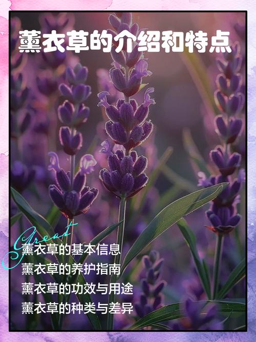 薰衣草的功效与作用,薰衣草精油的功效与作用?-第3张图片-优品飞百科 薰衣草的功效与作用,薰衣草精油的功效与作用?-第3张图片-优品飞百科