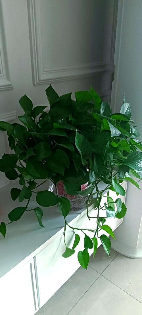 水培绿萝用什么肥，水培绿萝怎样施肥施什么肥