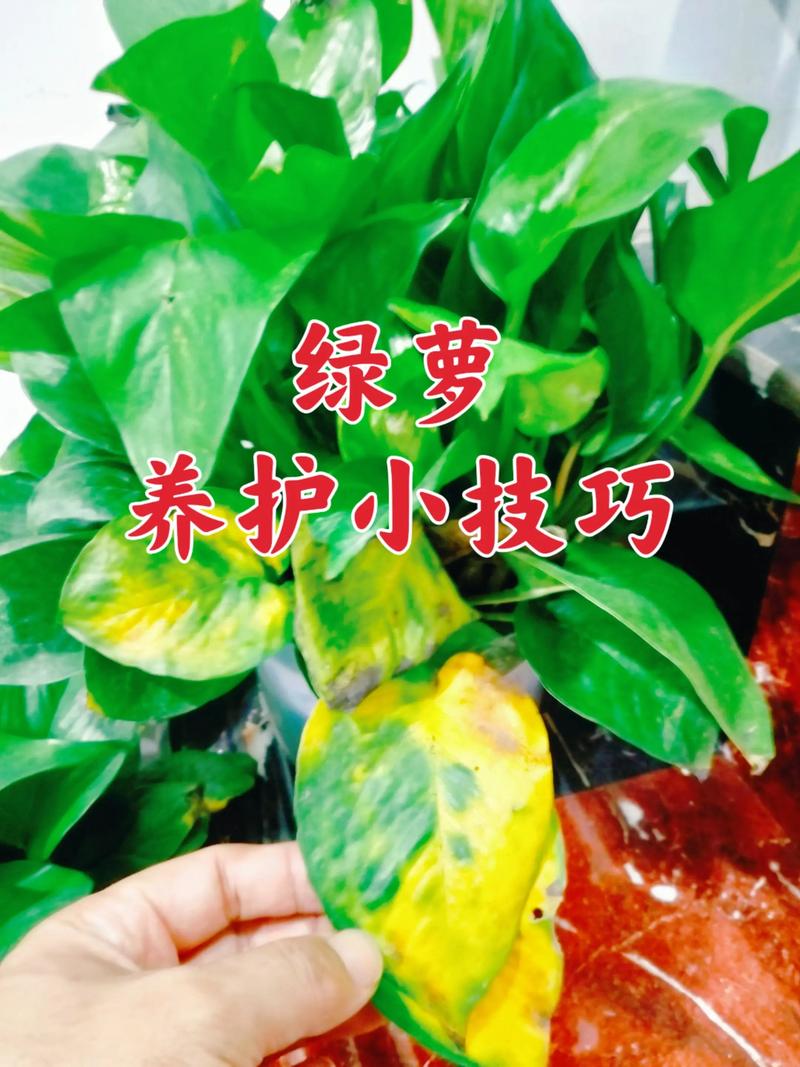 水培绿萝用什么肥，水培绿萝怎样施肥施什么肥-第2张图片-优品飞百科