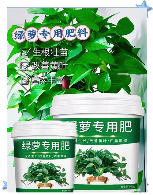 水培绿萝用什么肥，水培绿萝怎样施肥施什么肥-第3张图片-优品飞百科