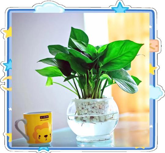 水培绿萝用什么肥，水培绿萝怎样施肥施什么肥-第4张图片-优品飞百科