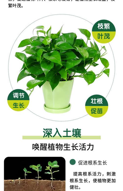 水培绿萝用什么肥，水培绿萝怎样施肥施什么肥-第5张图片-优品飞百科