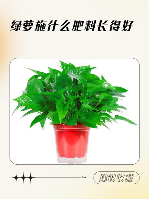 水培绿萝用什么肥，水培绿萝怎样施肥施什么肥-第6张图片-优品飞百科