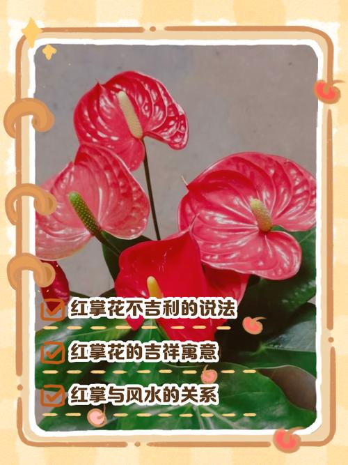 红掌不开花是什么原因？红掌不开花是怎么回事,5种原因处理方法？-第2张图片-优品飞百科