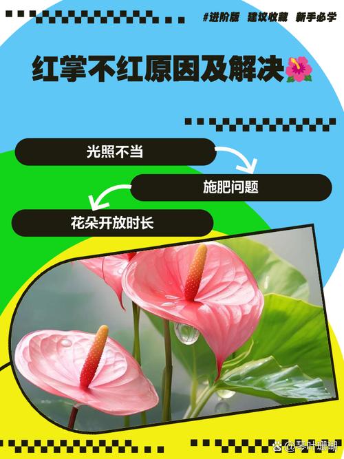 红掌不开花是什么原因？红掌不开花是怎么回事,5种原因处理方法？-第3张图片-优品飞百科