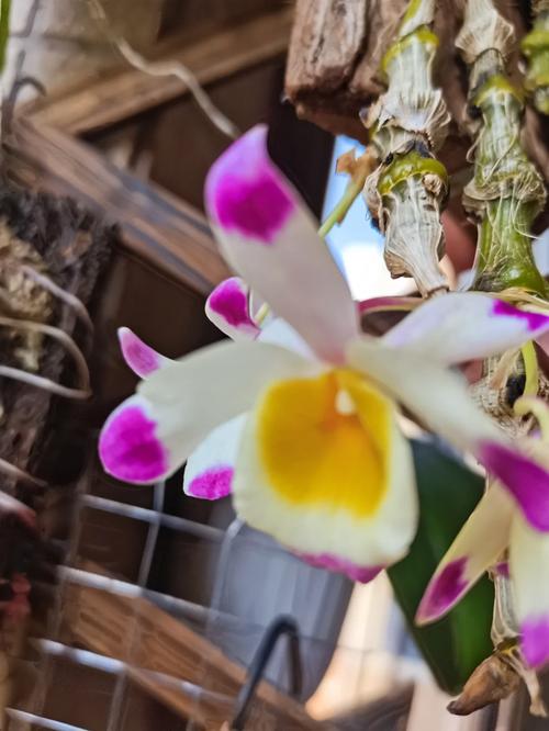 肿节石斛的花语和含义？肿节石斛好养吗？