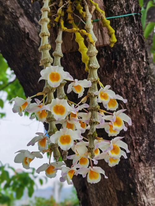 肿节石斛的花语和含义?肿节石斛好养吗?-第2张图片-优品飞百科 肿节石斛的花语和含义?肿节石斛好养吗?-第2张图片-优品飞百科