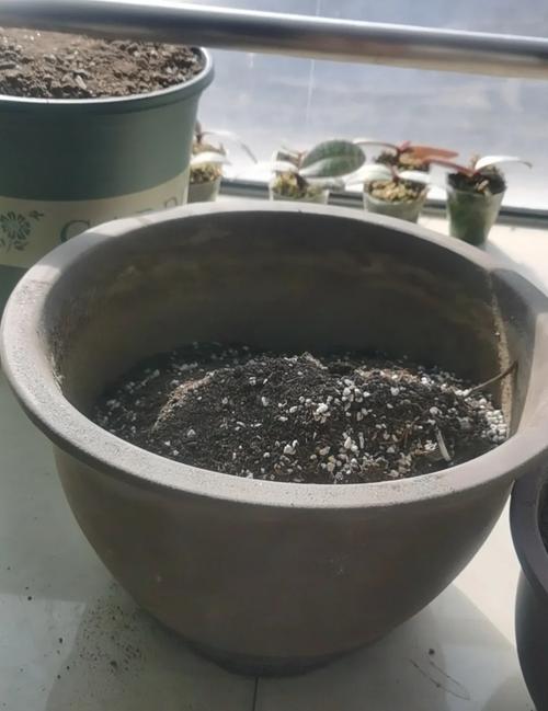 风信子土培可以养几年?风信子土培怎么种植?-第3张图片-优品飞百科 风信子土培可以养几年?风信子土培怎么种植?-第3张图片-优品飞百科