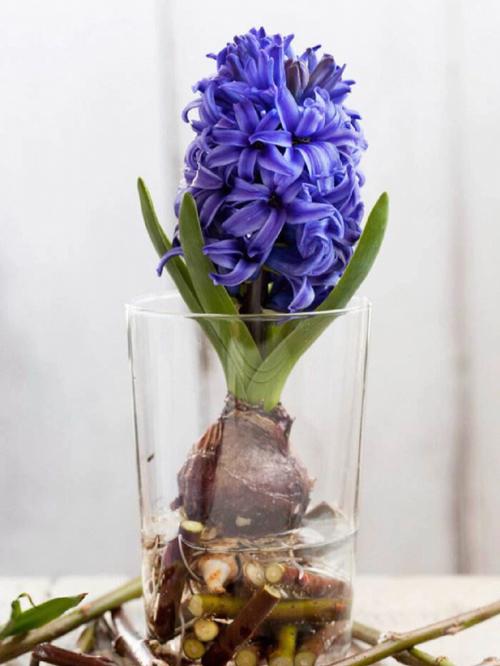 风信子土培可以养几年?风信子土培怎么种植?-第5张图片-优品飞百科 风信子土培可以养几年?风信子土培怎么种植?-第5张图片-优品飞百科