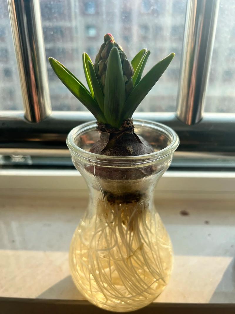 风信子土培可以养几年?风信子土培怎么种植?-第6张图片-优品飞百科 风信子土培可以养几年?风信子土培怎么种植?-第6张图片-优品飞百科