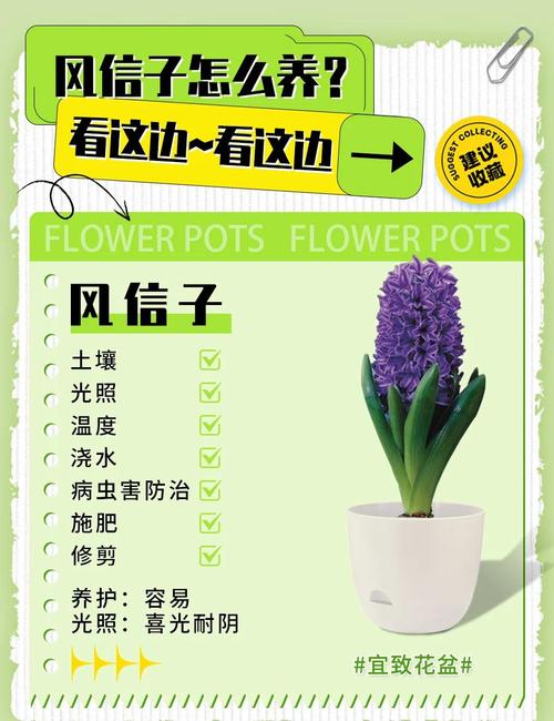 风信子土培可以养几年?风信子土培怎么种植?-第7张图片-优品飞百科 风信子土培可以养几年?风信子土培怎么种植?-第7张图片-优品飞百科