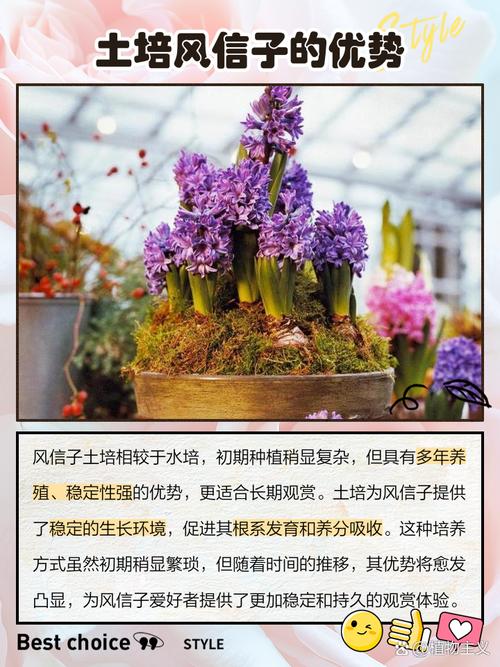 风信子土培可以养几年?风信子土培怎么种植?-第8张图片-优品飞百科 风信子土培可以养几年?风信子土培怎么种植?-第8张图片-优品飞百科