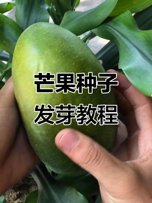 芒果怎么种植，芒果怎么种植的视频？
