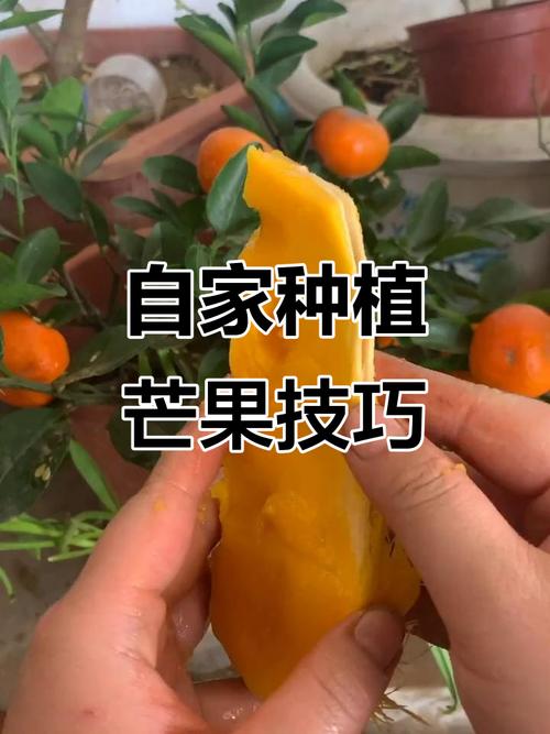 芒果怎么种植，芒果怎么种植的视频？-第2张图片-优品飞百科