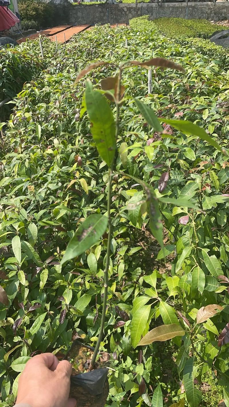 芒果怎么种植，芒果怎么种植的视频？-第4张图片-优品飞百科