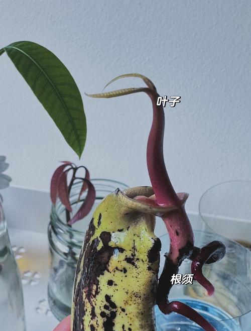 芒果怎么种植，芒果怎么种植的视频？-第6张图片-优品飞百科