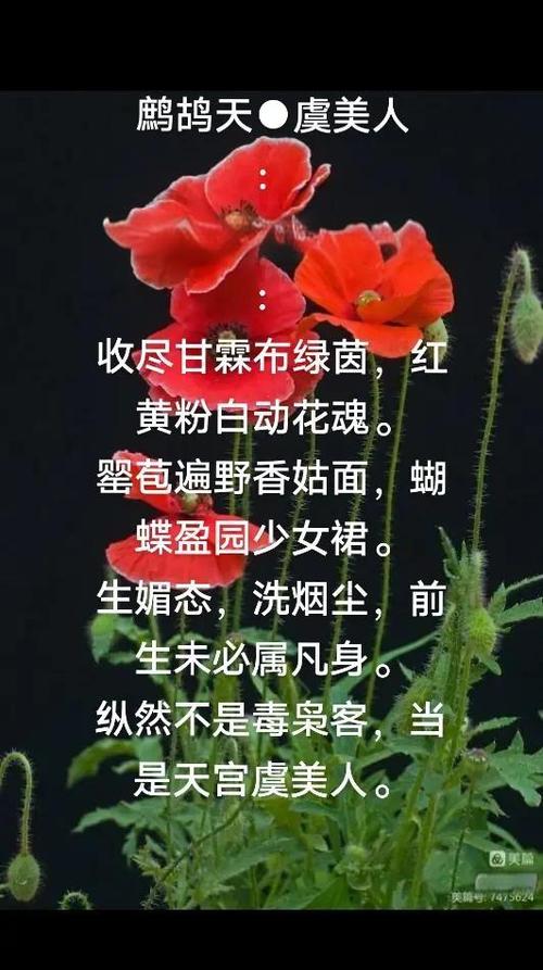 虞美人花语是什么，虞美人花学名？