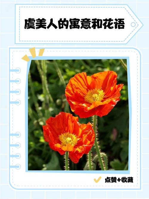 虞美人花语是什么，虞美人花学名？-第2张图片-优品飞百科