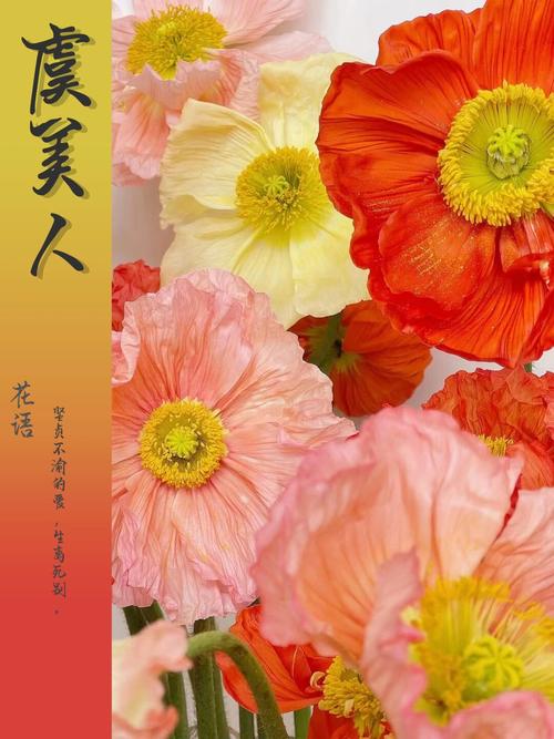 虞美人花语是什么，虞美人花学名？-第3张图片-优品飞百科