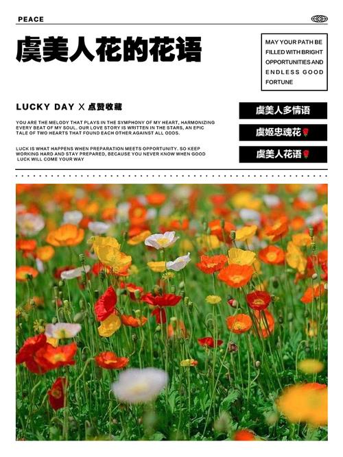 虞美人花语是什么，虞美人花学名？-第4张图片-优品飞百科