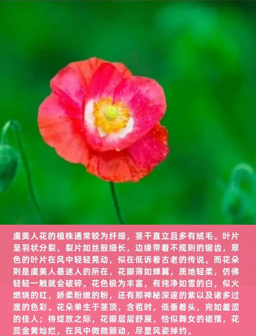 虞美人花语是什么，虞美人花学名？-第5张图片-优品飞百科