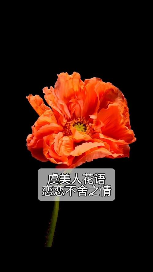 虞美人花语是什么，虞美人花学名？-第6张图片-优品飞百科