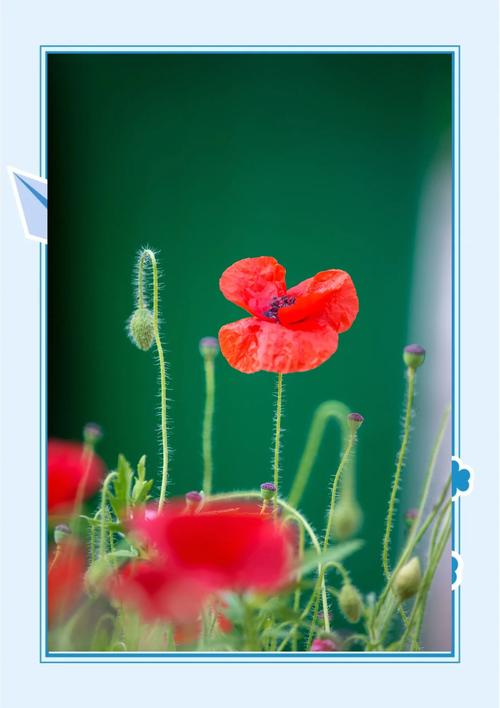 虞美人花语是什么，虞美人花学名？-第7张图片-优品飞百科