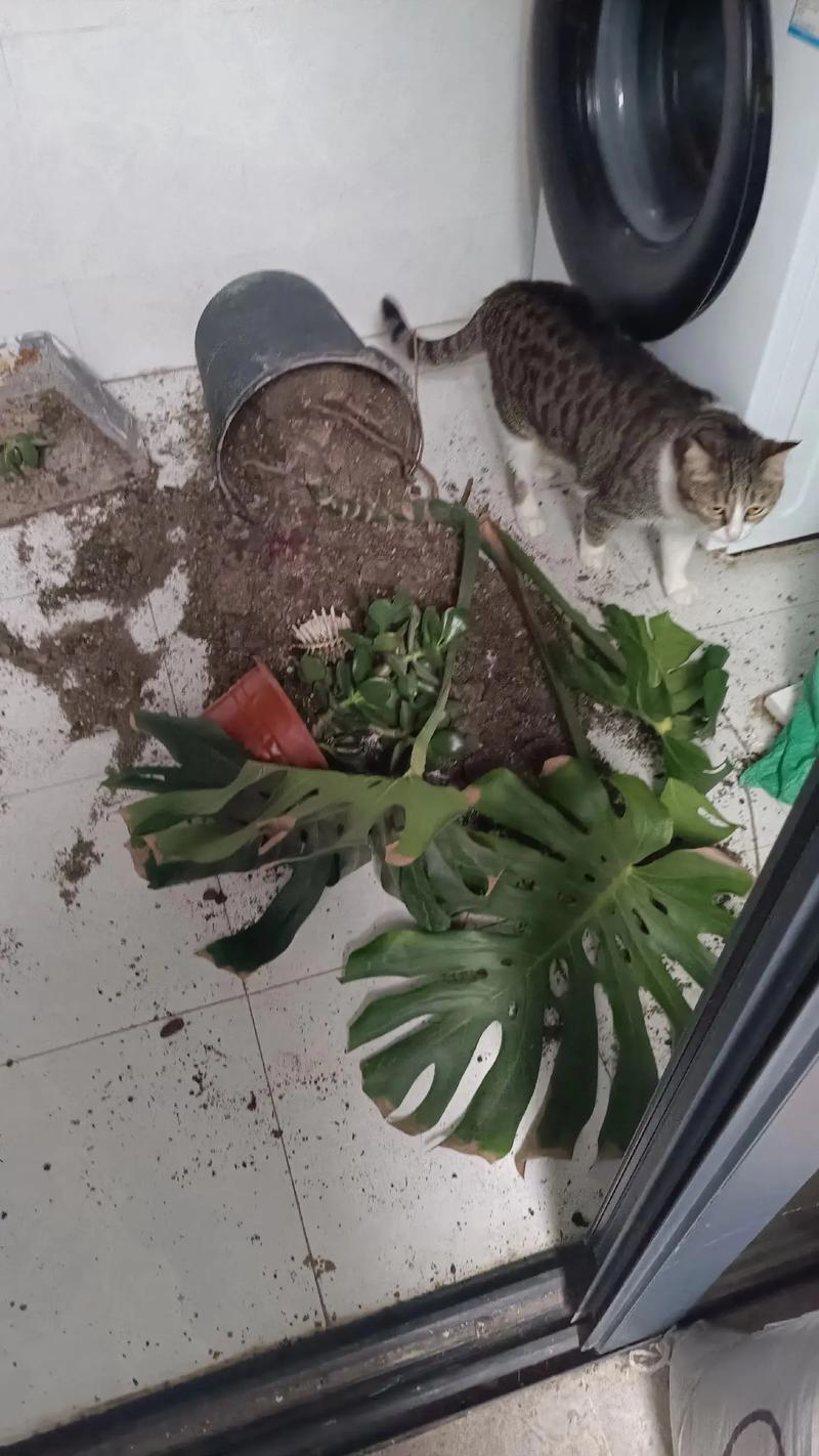 怎么辨别番茉莉，番茉莉和茉莉的区别？