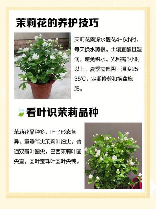 怎么辨别番茉莉，番茉莉和茉莉的区别？-第2张图片-优品飞百科