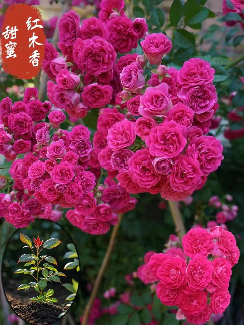 甜蜜红木香几年开花，甜蜜红木香花什么时候开花？-第1张图片-优品飞百科