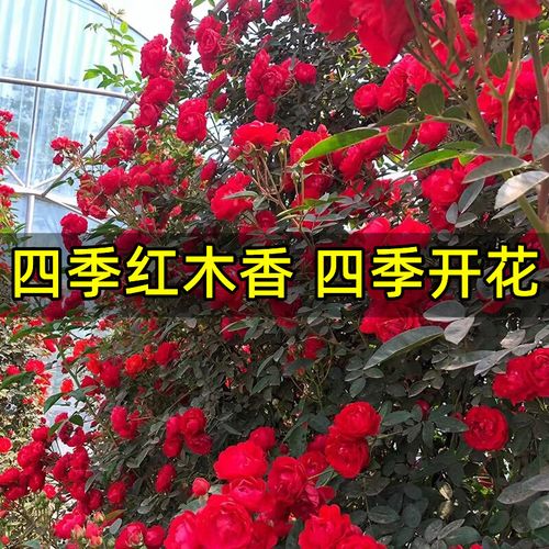 甜蜜红木香几年开花，甜蜜红木香花什么时候开花？-第2张图片-优品飞百科