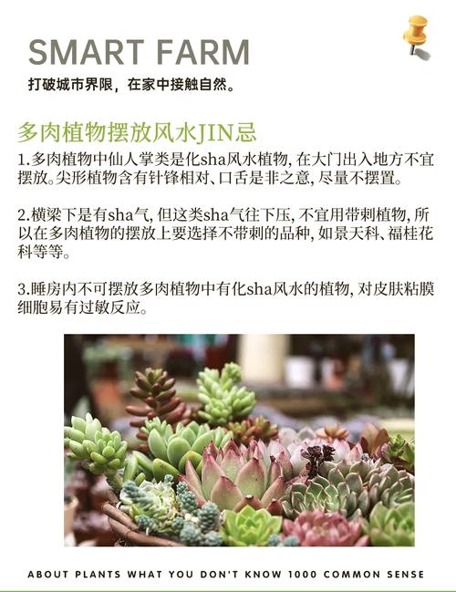 寓意吉祥的多肉植物？寓意好的多肉有哪些？