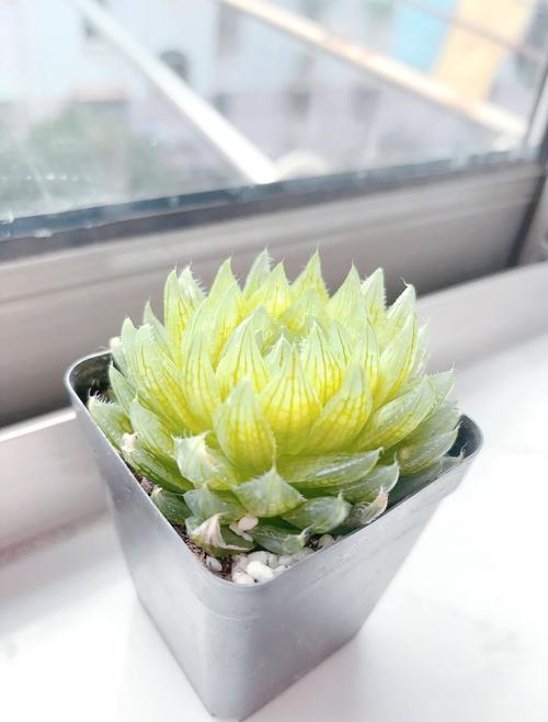 寓意吉祥的多肉植物？寓意好的多肉有哪些？-第2张图片-优品飞百科