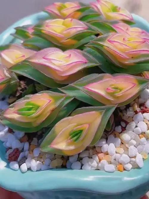 寓意吉祥的多肉植物？寓意好的多肉有哪些？-第3张图片-优品飞百科