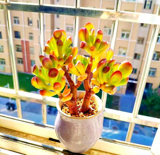 寓意吉祥的多肉植物？寓意好的多肉有哪些？-第4张图片-优品飞百科