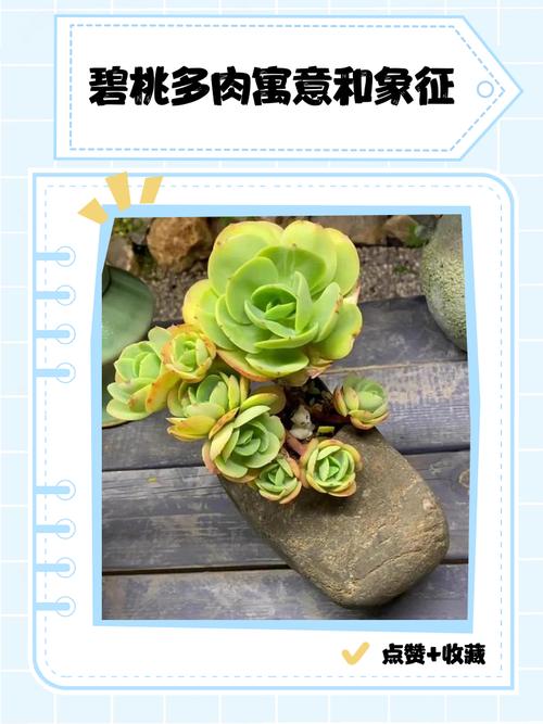 寓意吉祥的多肉植物？寓意好的多肉有哪些？-第5张图片-优品飞百科