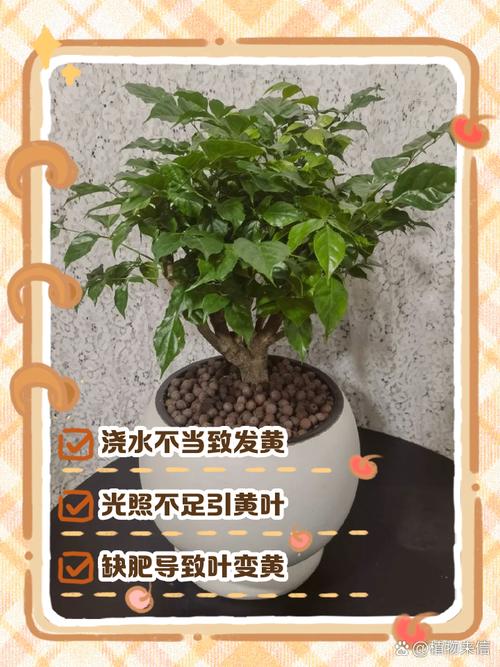 幸福树叶子卷曲的原因？幸福树叶片卷曲的原因？