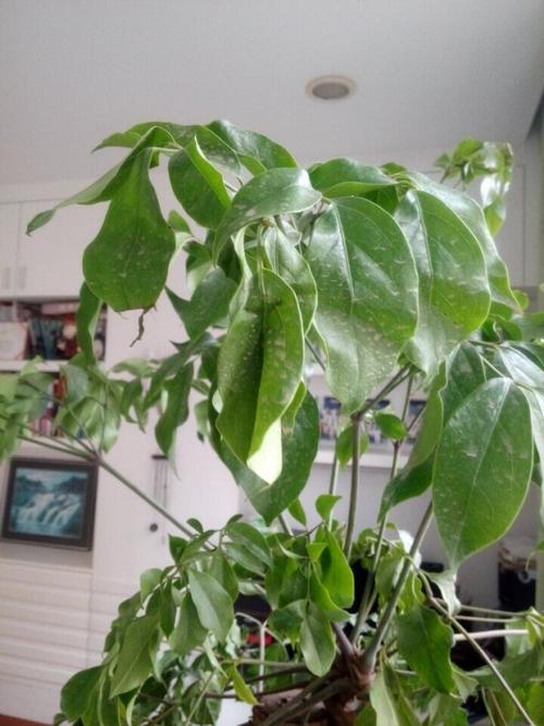 幸福树叶子卷曲的原因？幸福树叶片卷曲的原因？-第2张图片-优品飞百科