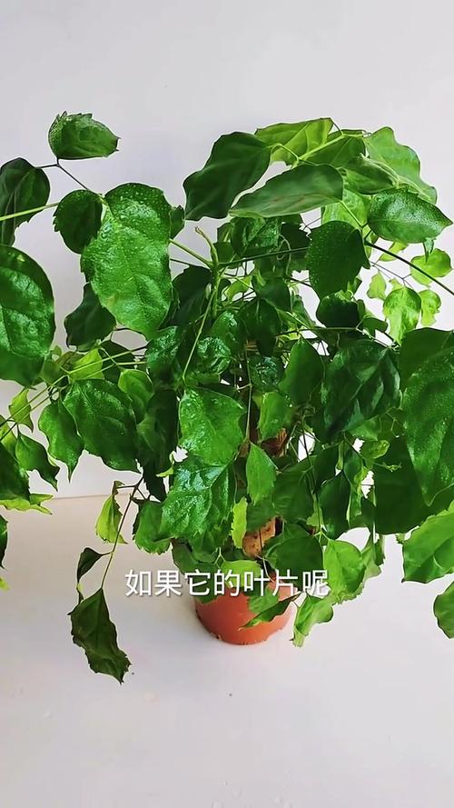 幸福树叶子卷曲的原因？幸福树叶片卷曲的原因？-第3张图片-优品飞百科