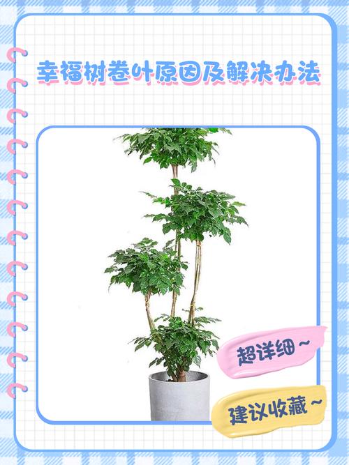 幸福树叶子卷曲的原因？幸福树叶片卷曲的原因？-第4张图片-优品飞百科