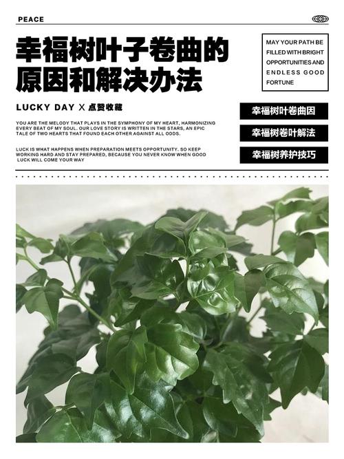 幸福树叶子卷曲的原因？幸福树叶片卷曲的原因？-第5张图片-优品飞百科