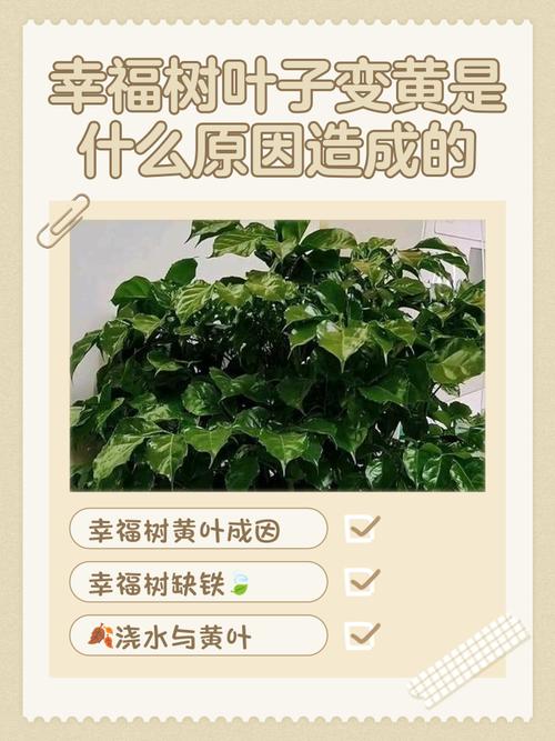 幸福树叶子卷曲的原因？幸福树叶片卷曲的原因？-第6张图片-优品飞百科
