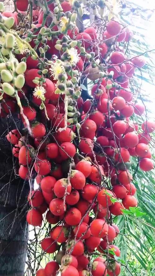 枣树果实的食用方法，枣树坐果？-第4张图片-优品飞百科