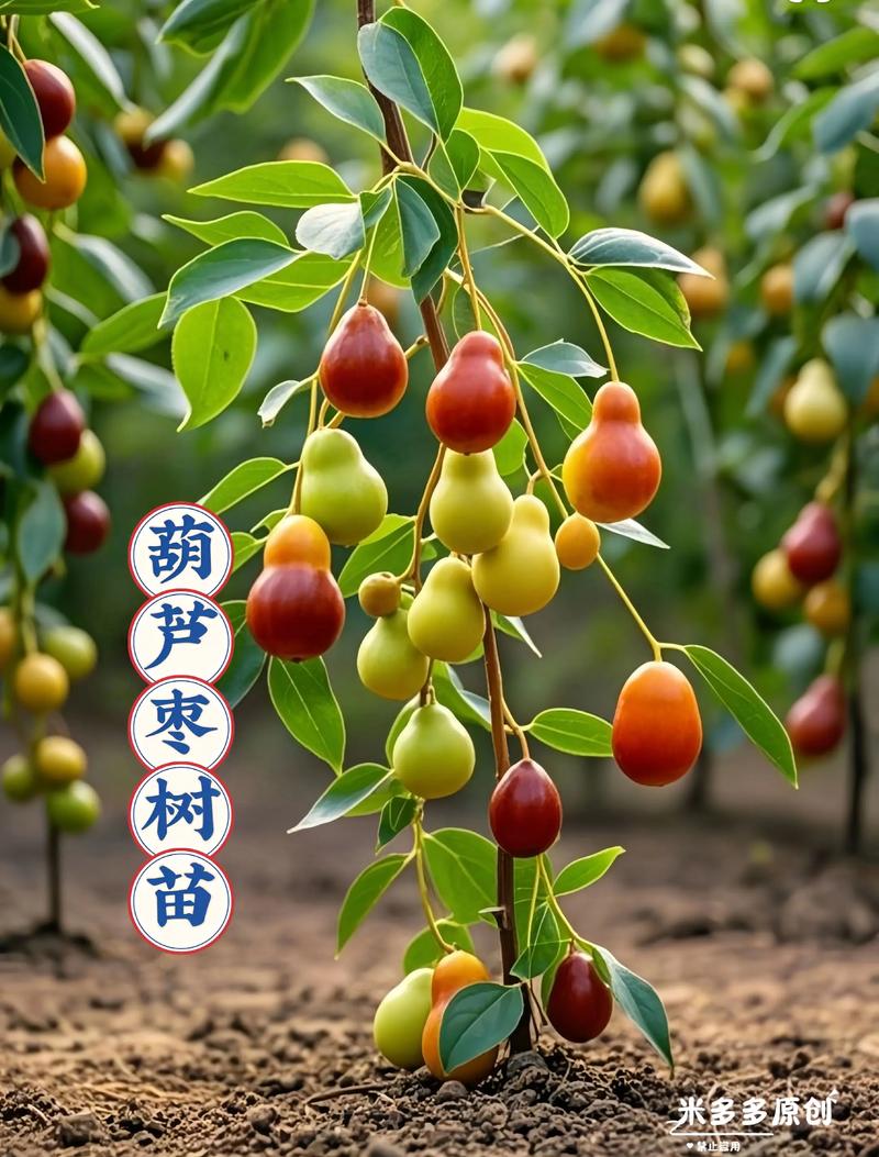 枣树果实的食用方法，枣树坐果？-第6张图片-优品飞百科