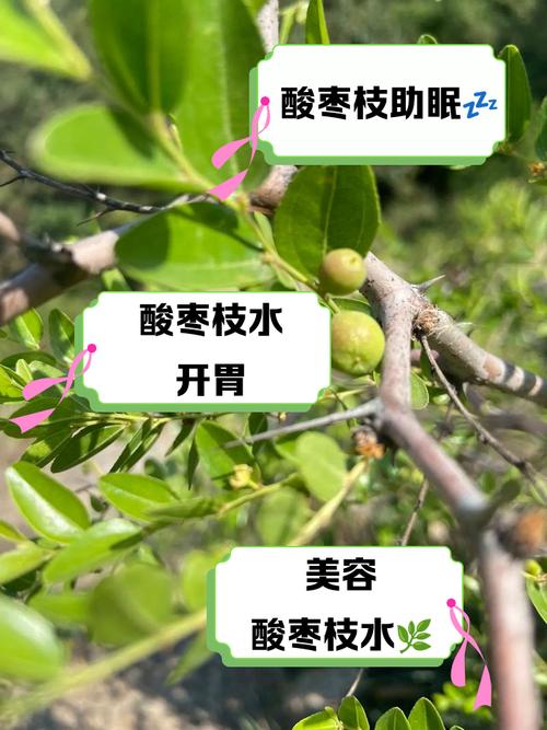 枣树果实的食用方法，枣树坐果？-第8张图片-优品飞百科